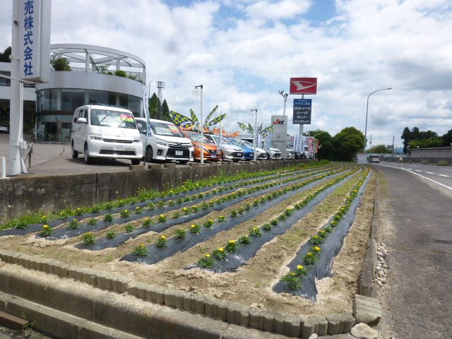 弊社展示場前の花壇の花うえ